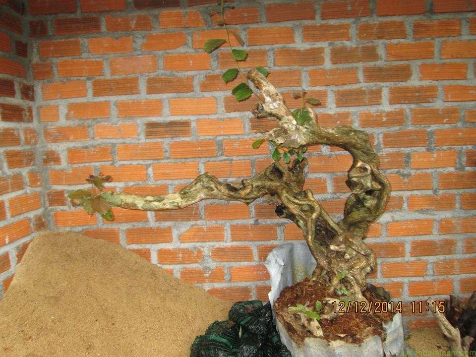 Sơn Trà Bonsai Ý Nghĩa Và Cách Chăm Sóc Đúng Kỹ Thuật