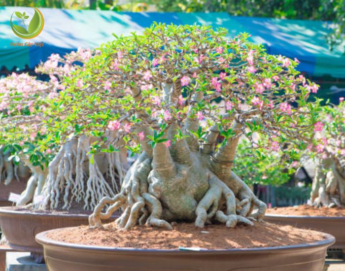 Cây Sứ Bonsai Lựa Chọn Hoàn Hảo Cho Không Gian Xanh