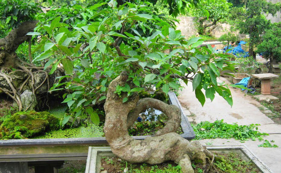 Tìm Hiểu Về Cây Túc Bonsai