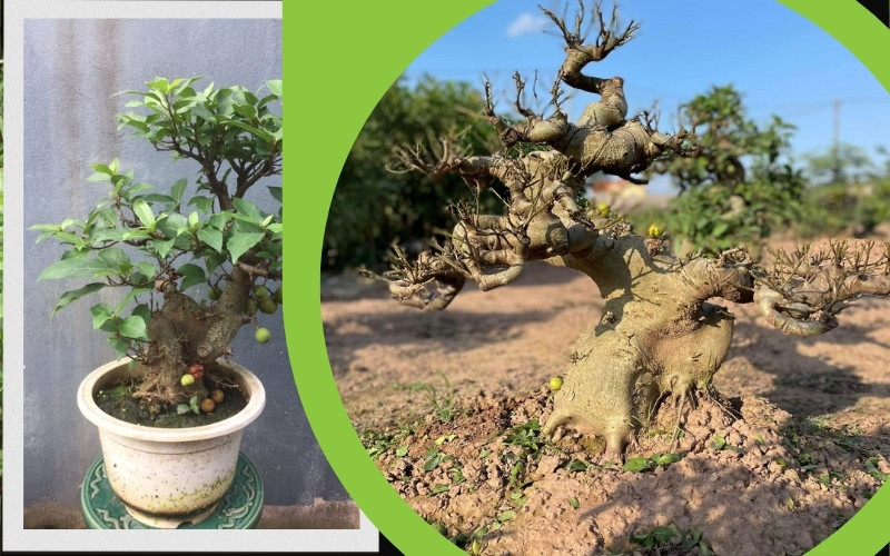 Cây Sang Bonsai - Đặc Điểm, Chăm Sóc và Mua Bán Tại Vườn Tinh Mộc