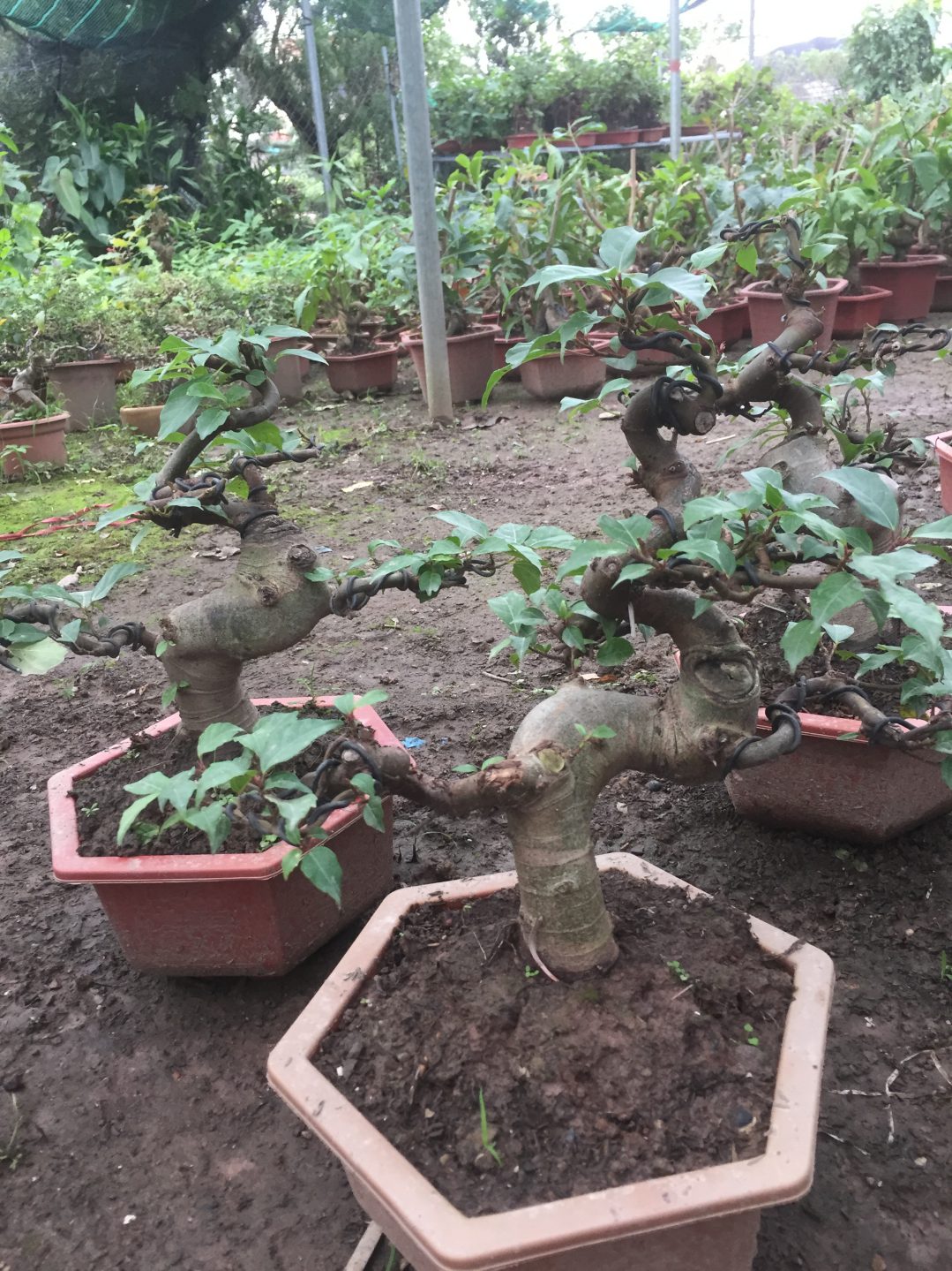 Cây Sung Bonsai Ý Nghĩa Phong Thủy Và Cách Tạo Dáng Đẹp