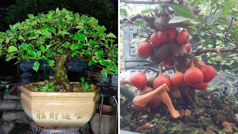 Cây sung bonsai - Chuyên bán bonsai tại Vườn Tinh Mộc