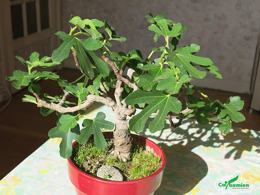Cây Đa Bonsai: Sự Lựa Chọn Hoàn Hảo Cho Không Gian Sống