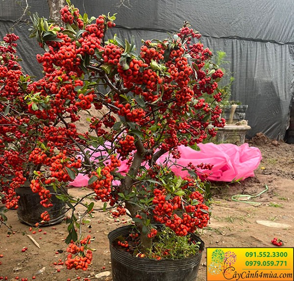 Cây sơn trà bonsai: Chăm sóc và Ý nghĩa