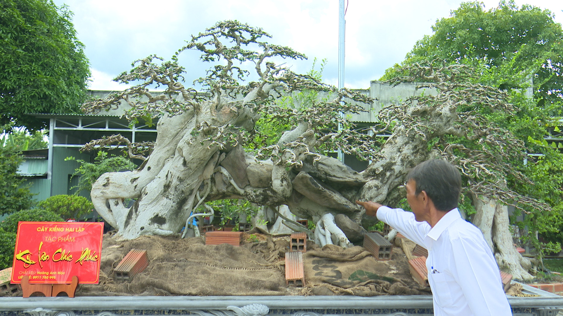 Cây Thị Bonsai Đặc Điểm Ý Nghĩa Cách Chăm Sóc Tạo Dáng