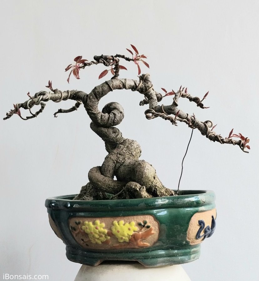 Tìm Hiểu Về Cây Túc Bonsai