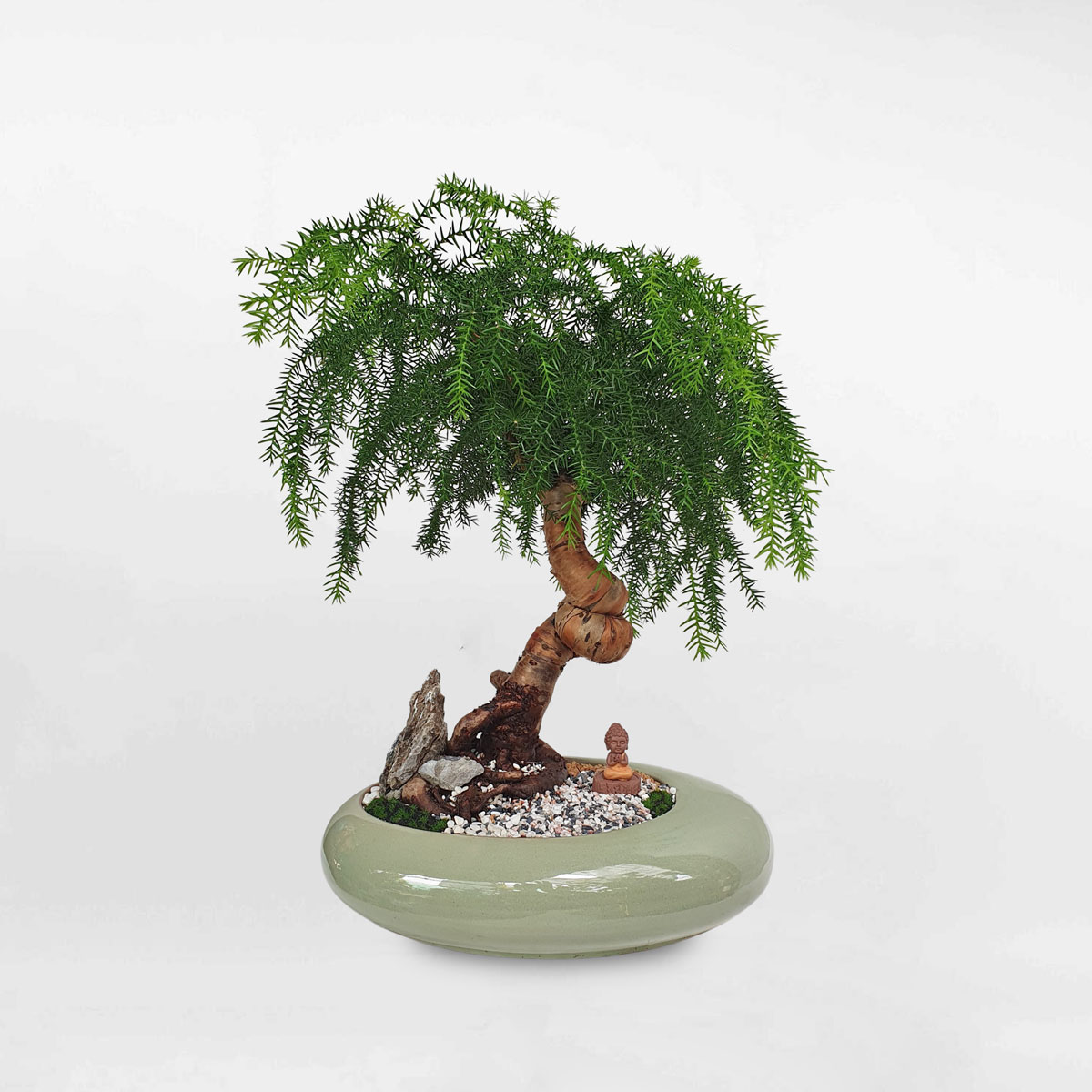 Cây Sứ Bonsai - Sự Lựa Chọn Hoàn Hảo Cho Không Gian Xanh