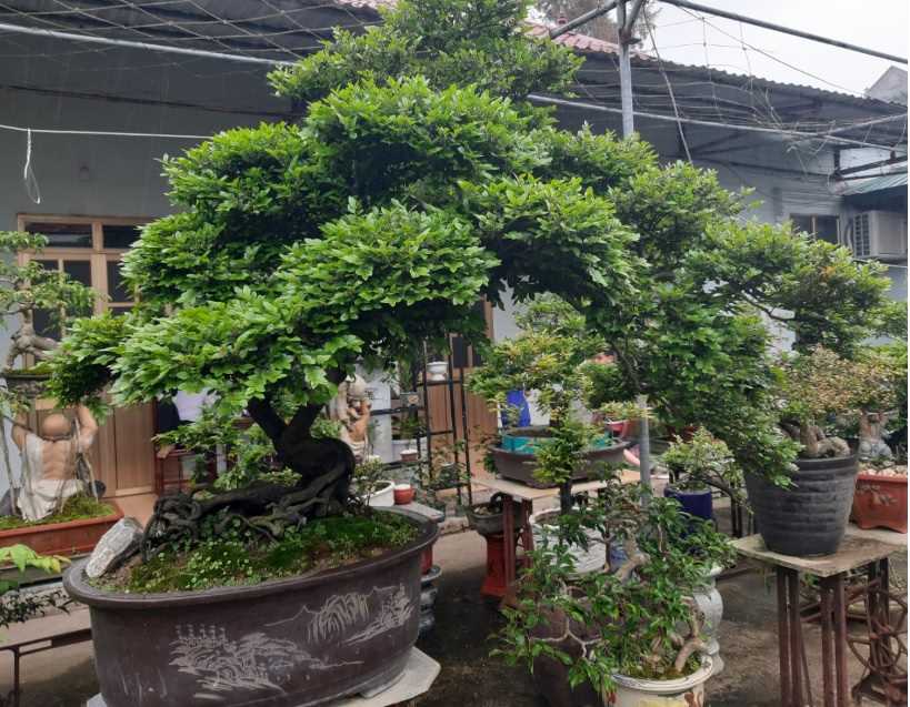 Cây Tùng Đen Bonsai: Đặc Điểm, Ý Nghĩa và Cách Chăm Sóc
