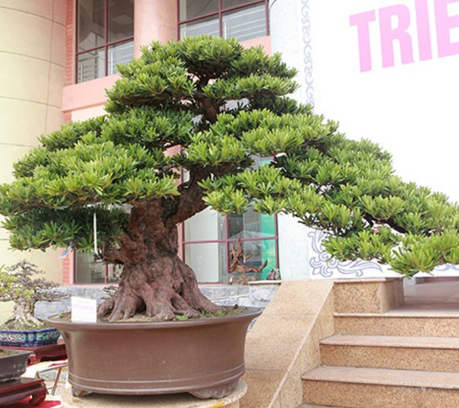 Tùng Đen Bonsai Đặc Điểm Ý Nghĩa Và Cách Chăm Sóc