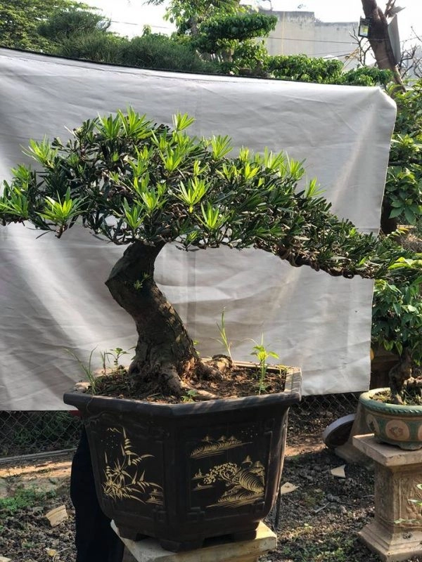 Cây sơn trà bonsai: Chăm sóc và Ý nghĩa