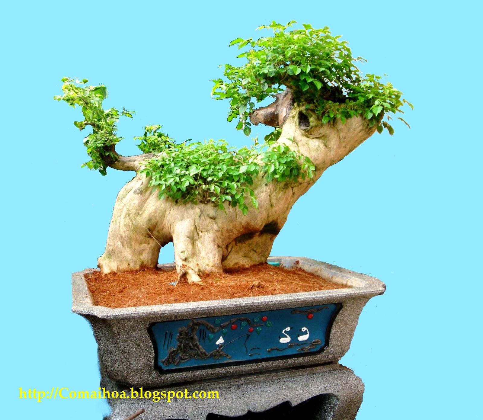 Cây Quýt Rừng Bonsai: Đặc Điểm, Cách Trồng và Chăm Sóc