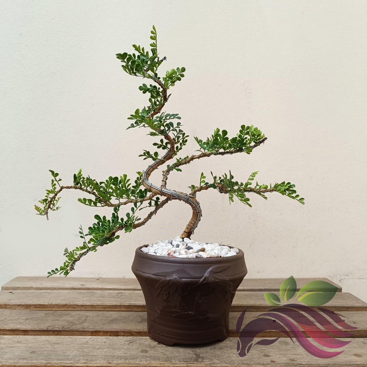Mini Bonsai Rosita - LS Group