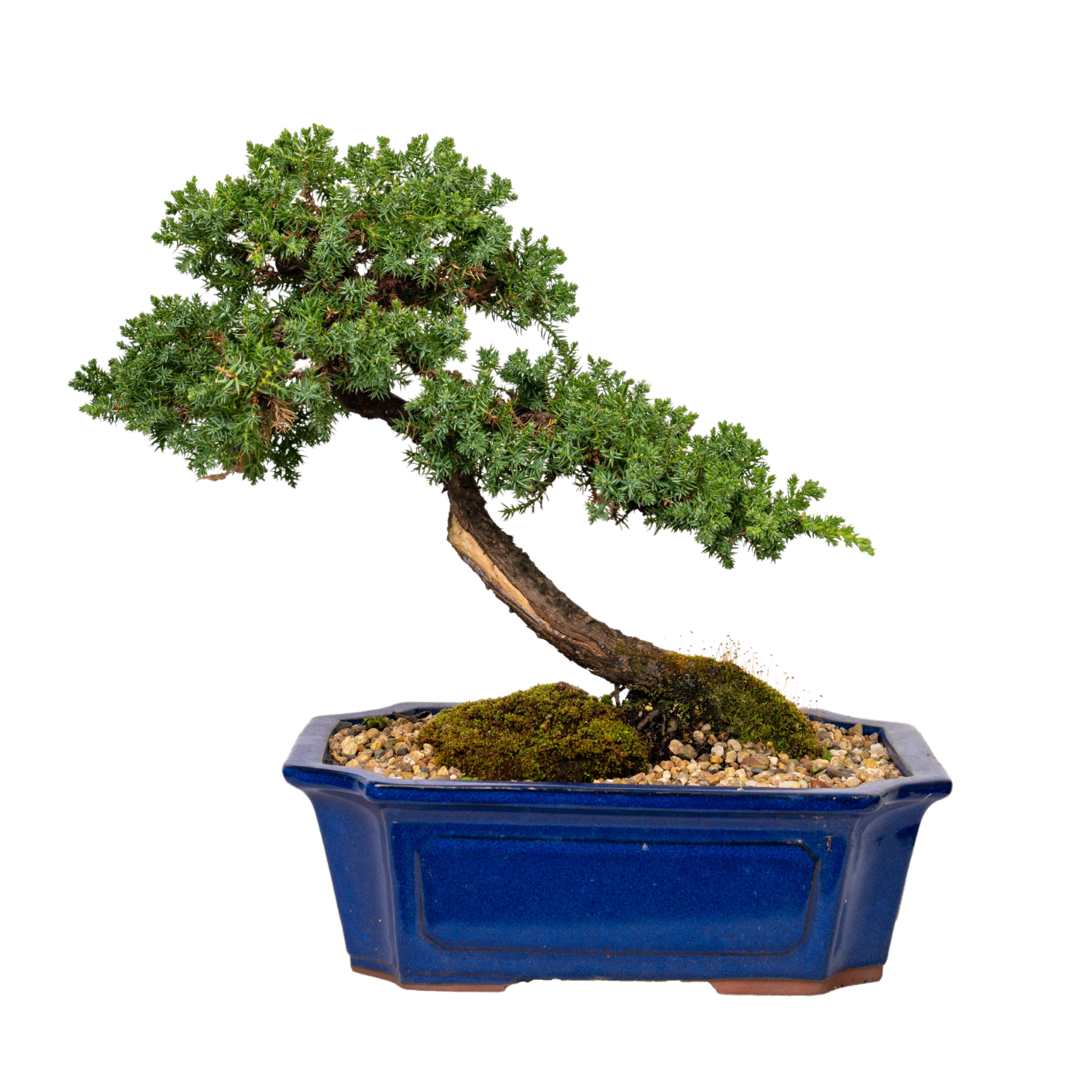 Juniper Bonsai (2002) – Bonsai at The Bay
