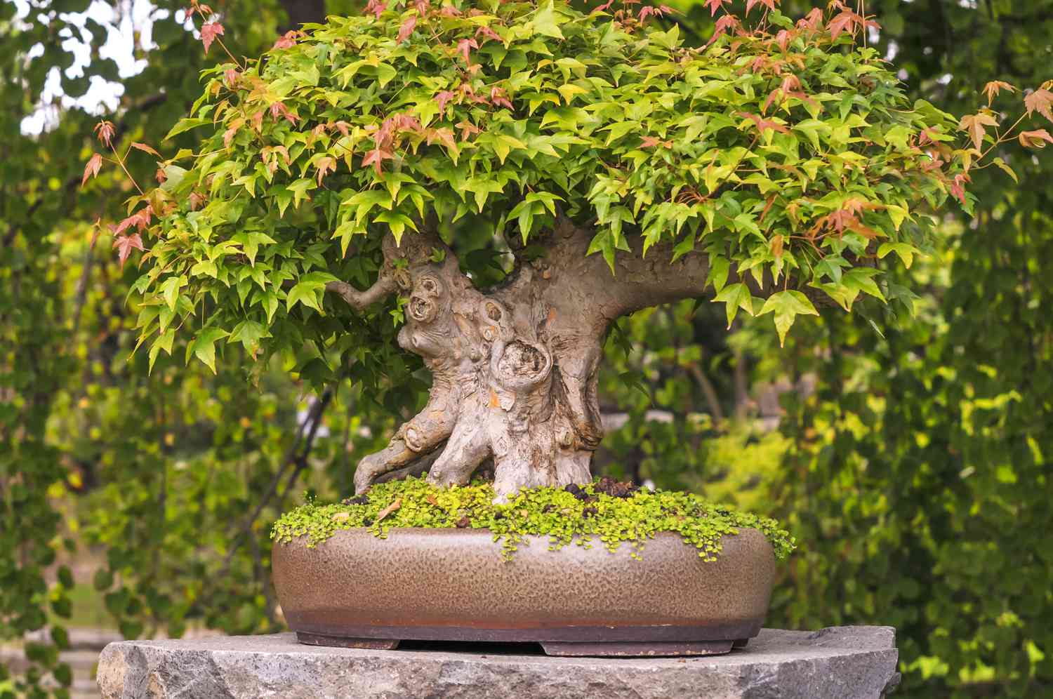 How to Grow and Care for Japanese Maple Bonsai