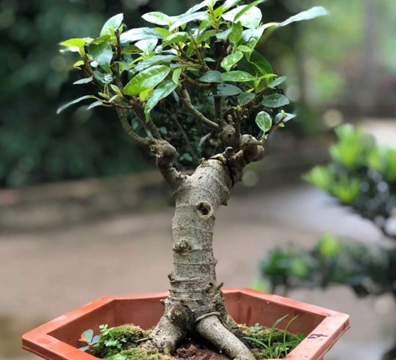Cây Sung Bonsai: Loài Cây Mang Lại Sung Túc, Tài Lộc