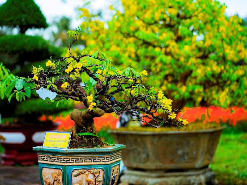 NHỮNG LOẠI BONSAI CHƠI TẾT 2024 SIÊU ĐẸP - Công cụ Bonsai Đà Nẵng
