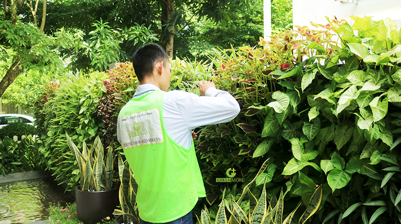 5 Bước chăm sóc cây cảnh trong sân vườn luôn xanh tốt