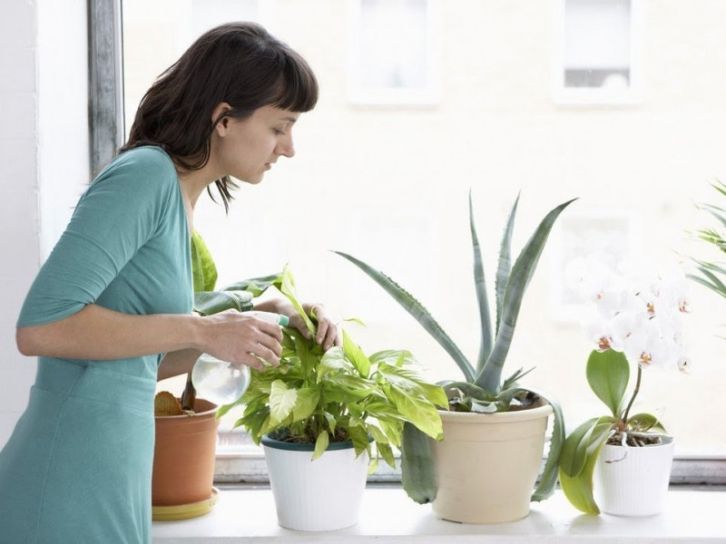 Cách chăm sóc cây cảnh trong nhà