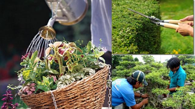 Quy trình dịch vụ Chăm sóc và Bảo dưỡng cây xanh