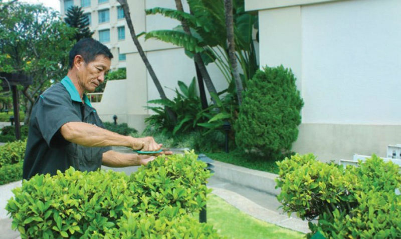 Dịch vụ chăm sóc cây cảnh , cây cảnh uy tín giá rẻ