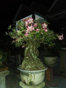 Cây Sứ Bonsai - Sự Lựa Chọn Hoàn Hảo Cho Không Gian Xanh