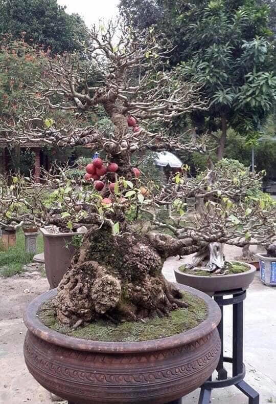 Cây sung bonsai - Chuyên bán bonsai tại Vườn Tinh Mộc