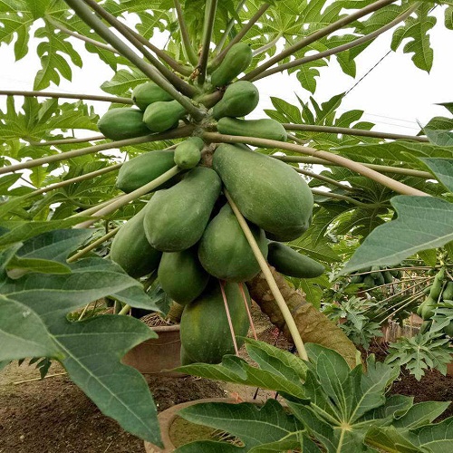 Tất Tần Tật Về Cây Du Bonsai - Vườn Tinh Mộc