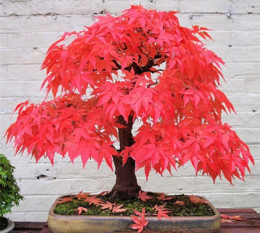 20 Red Japanese Maple Tree Seeds - Bonsai Variety Martinique | Ubuy