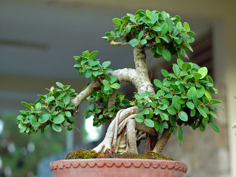 Cách chăm sóc bonsai cây cảnh cho người mới chơi • Sài Gòn Hoa 2025