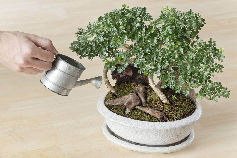 Kinh nghiệm chăm sóc cây Bonsai mini bạn nên biết