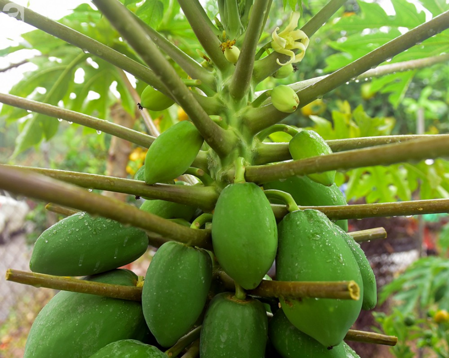 Tất Tần Tật Về Cây Du Bonsai - Vườn Tinh Mộc