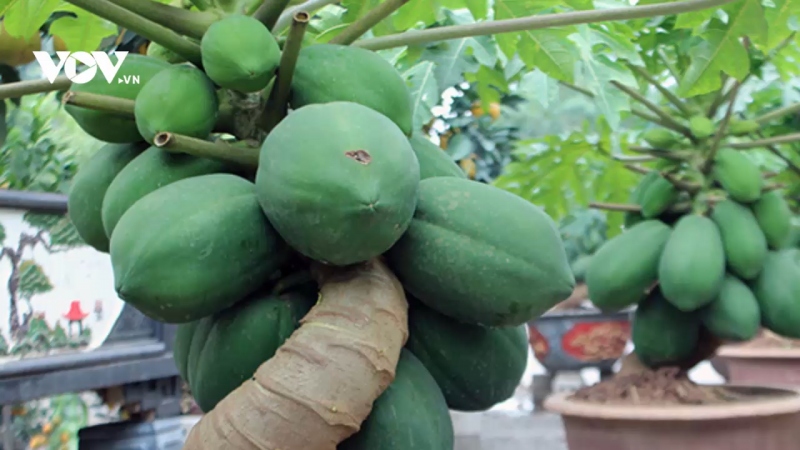 Tất Tần Tật Về Cây Du Bonsai - Vườn Tinh Mộc