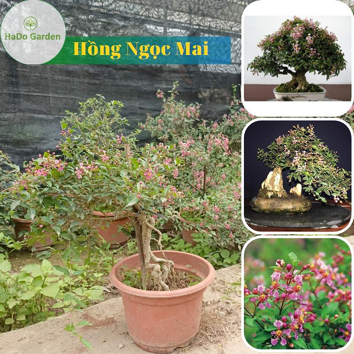 Cây Hồng Ngọc Mai Bonsai – Đặc Điểm, Công Dụng và Cách Chăm Sóc