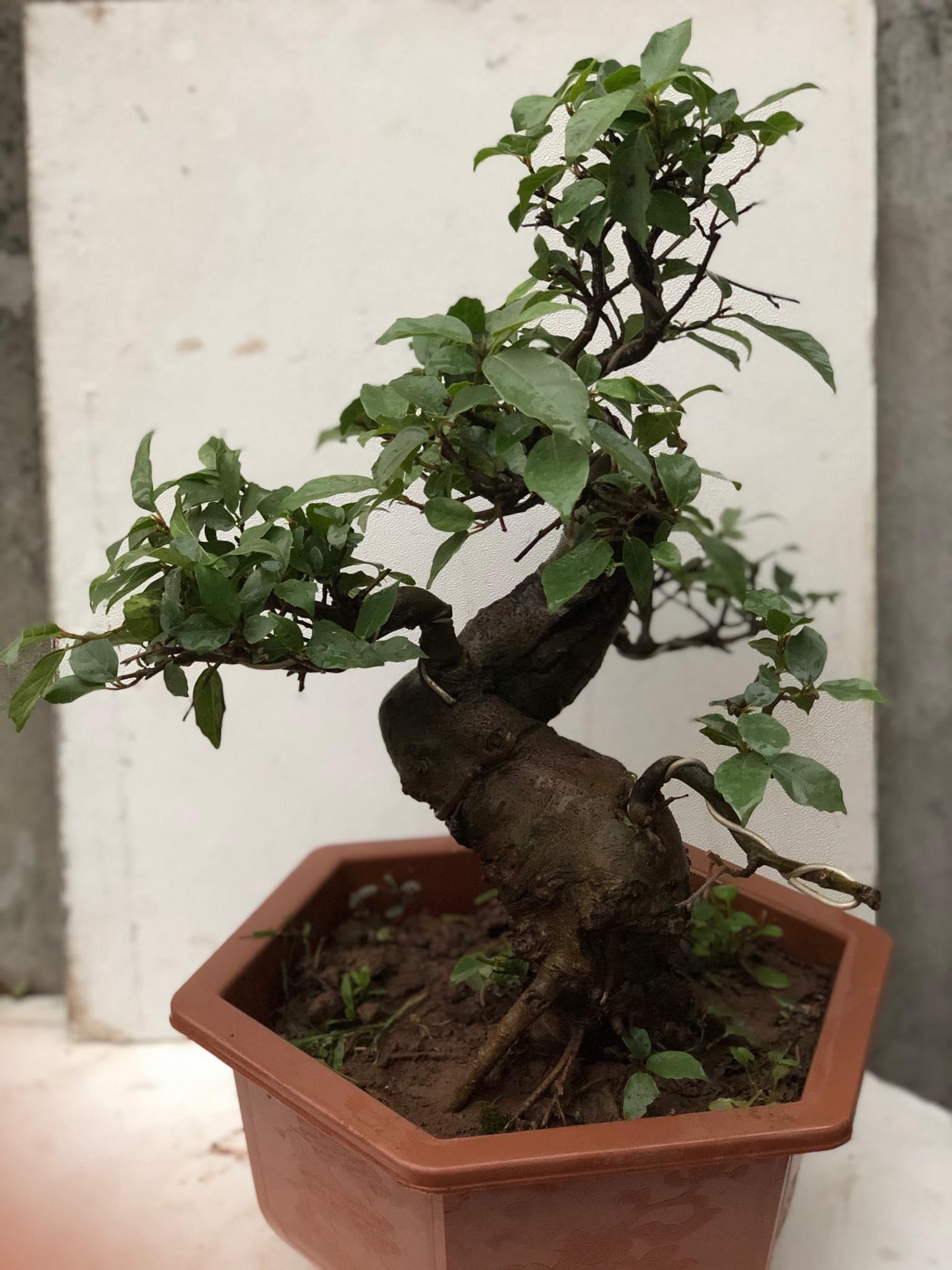 Cây sung bonsai - Chuyên bán bonsai tại Vườn Tinh Mộc