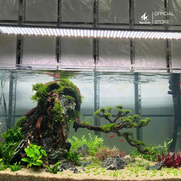 Tìm Hiểu Về Lũa Thủy Sinh Và Các Loại Lũa Tốt Hiện Nay - AquaZone - Siêu thị cá cảnh