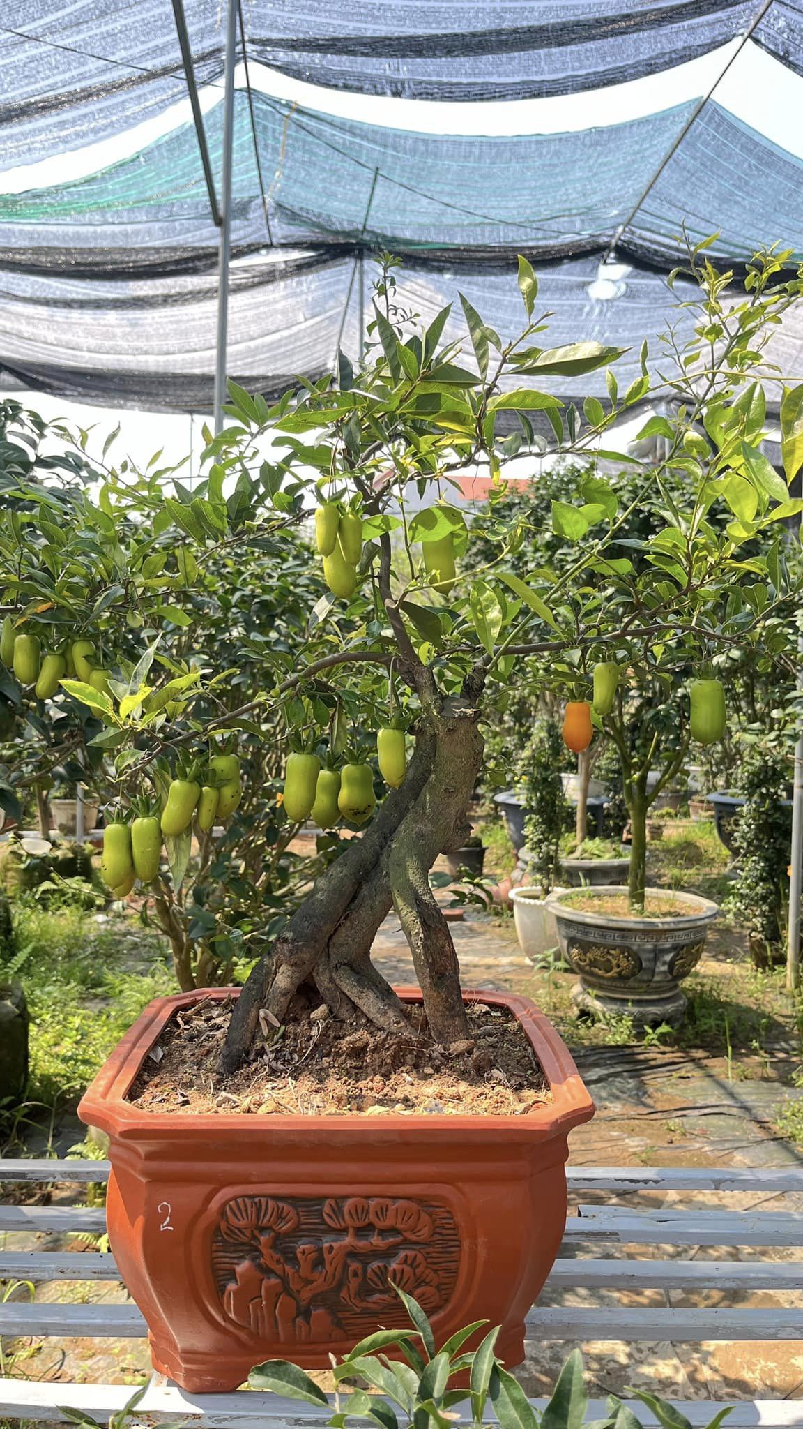 Cây Quýt Rừng Bonsai: Đặc Điểm, Cách Trồng và Chăm Sóc