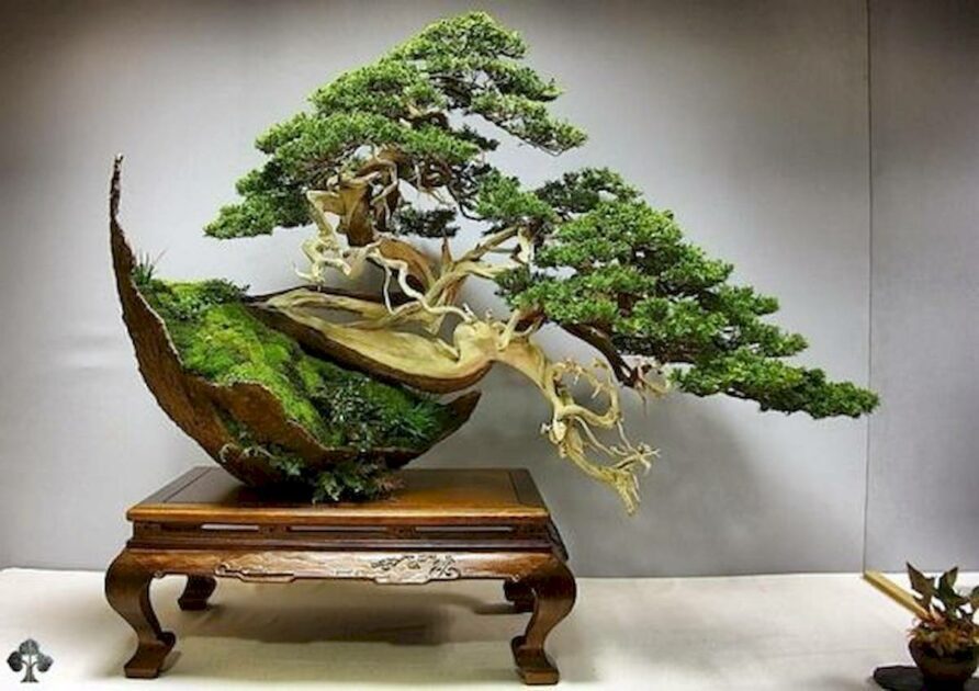 Cây Chòi Mòi Bonsai – Tất Cả Những Điều Bạn Cần Biết