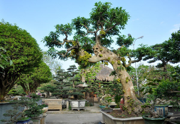 Cây Sang Bonsai - Đặc Điểm, Chăm Sóc và Mua Bán Tại Vườn Tinh Mộc