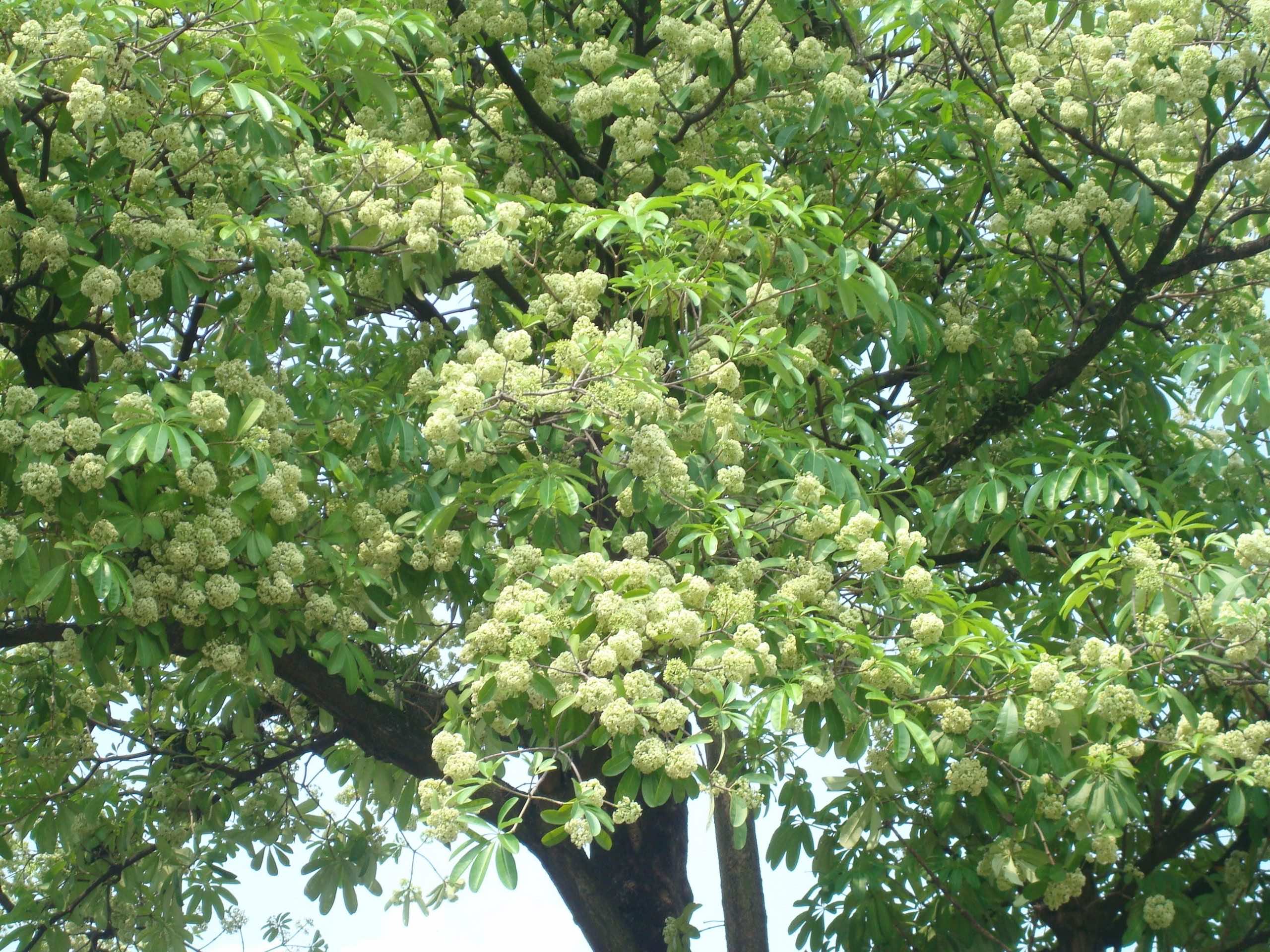 Cây Hoa Sữa Bonsai: Tạo Điểm Nhấn Cho Không Gian Sống