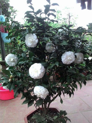 Cây sơn trà bonsai: Chăm sóc và Ý nghĩa