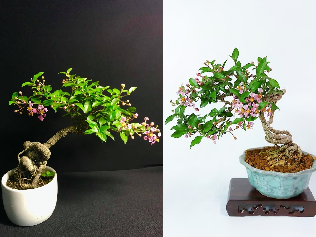 Cây Hồng Ngọc Mai Bonsai – Đặc Điểm, Công Dụng và Cách Chăm Sóc