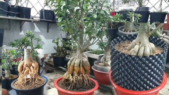Cây Sứ Bonsai - Sự Lựa Chọn Hoàn Hảo Cho Không Gian Xanh
