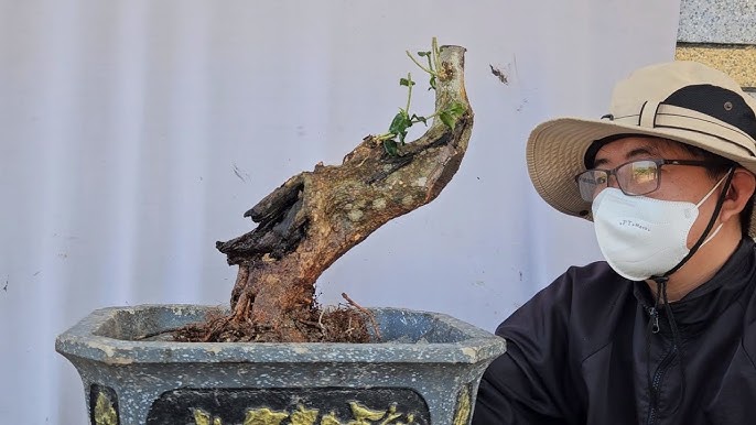 Cây Quýt Rừng Bonsai: Đặc Điểm, Cách Trồng và Chăm Sóc