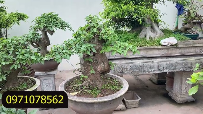 Cây sung bonsai - Chuyên bán bonsai tại Vườn Tinh Mộc