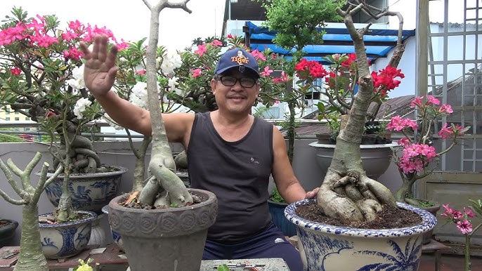Cây Sứ Bonsai - Sự Lựa Chọn Hoàn Hảo Cho Không Gian Xanh