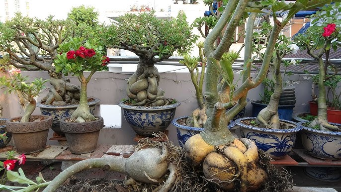 Cây Sứ Bonsai - Sự Lựa Chọn Hoàn Hảo Cho Không Gian Xanh