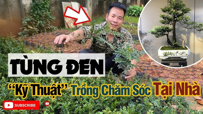 Cây Tùng Đen Bonsai: Đặc Điểm, Ý Nghĩa và Cách Chăm Sóc