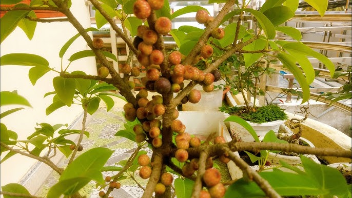 Tìm Hiểu Về Cây Túc Bonsai