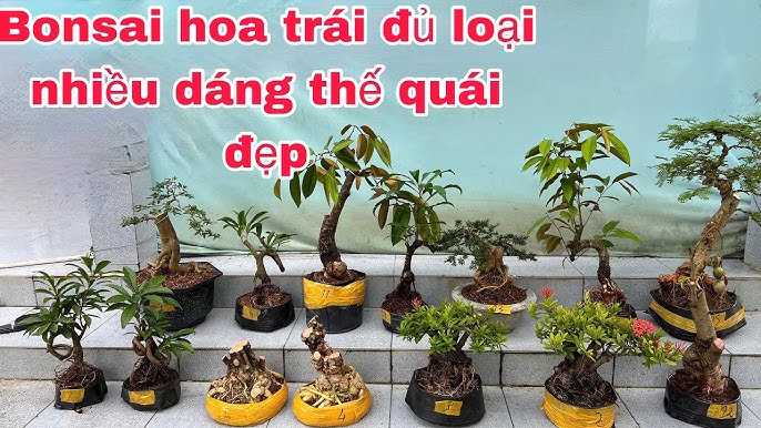 Cây Hoa Sữa Bonsai: Tạo Điểm Nhấn Cho Không Gian Sống