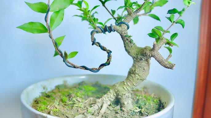 Cây Hồng Ngọc Mai Bonsai – Đặc Điểm, Công Dụng và Cách Chăm Sóc